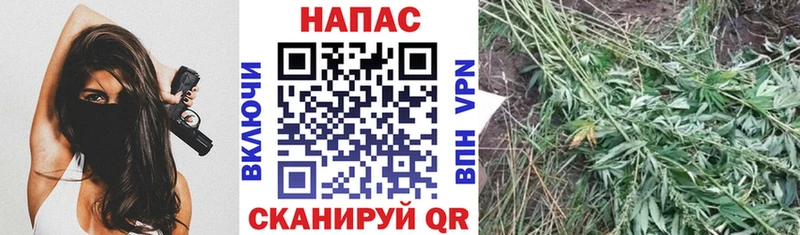 Купить где Ясный Конопля семена